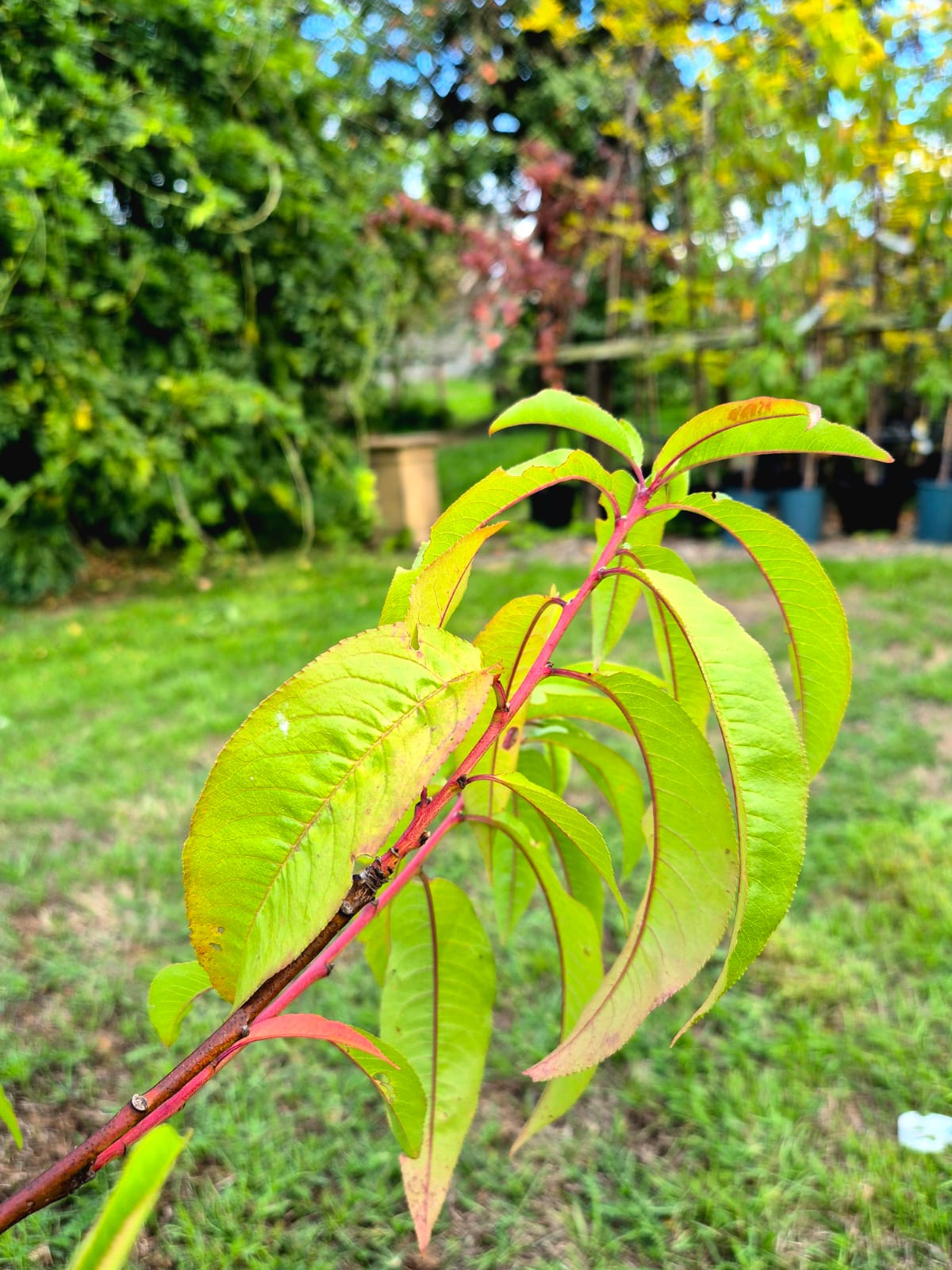 Peach ‘Peregrine’ Tree