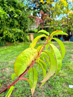 Peach ‘Peregrine’ Tree
