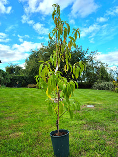 Peach ‘Peregrine’ Tree