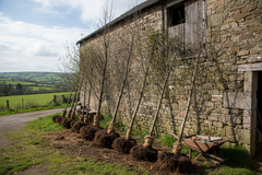 Bare Root ~ Pear Conference