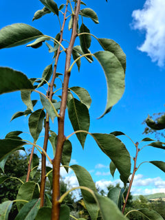 Pear Tree ~ Cornish Gold