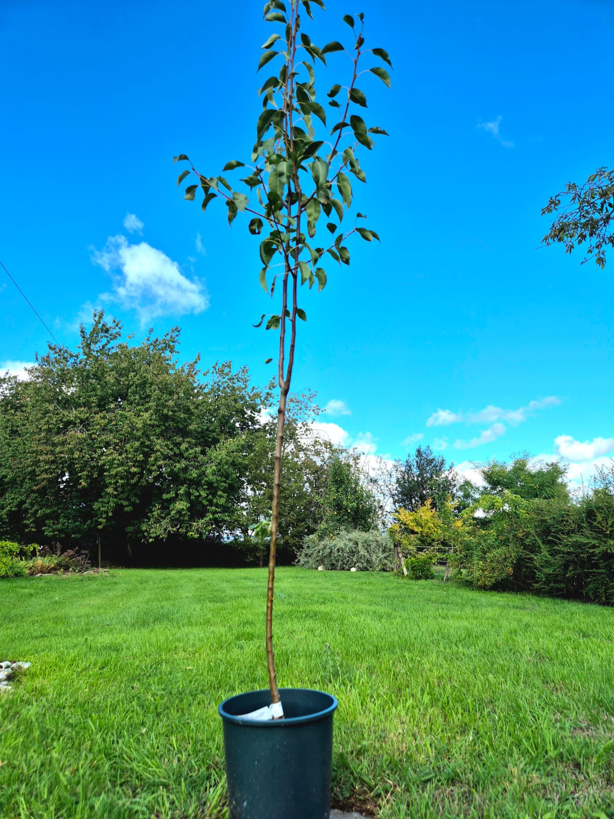 Pear Tree ~ Cornish Gold