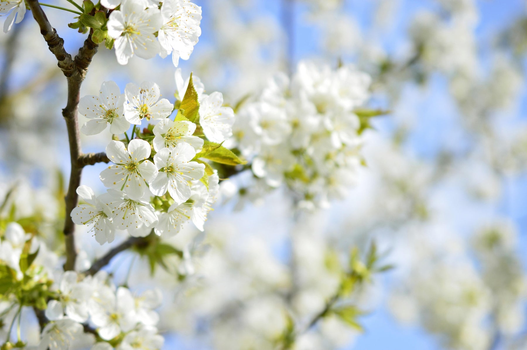 Flowering Cherry 'Fragrant Cloud'