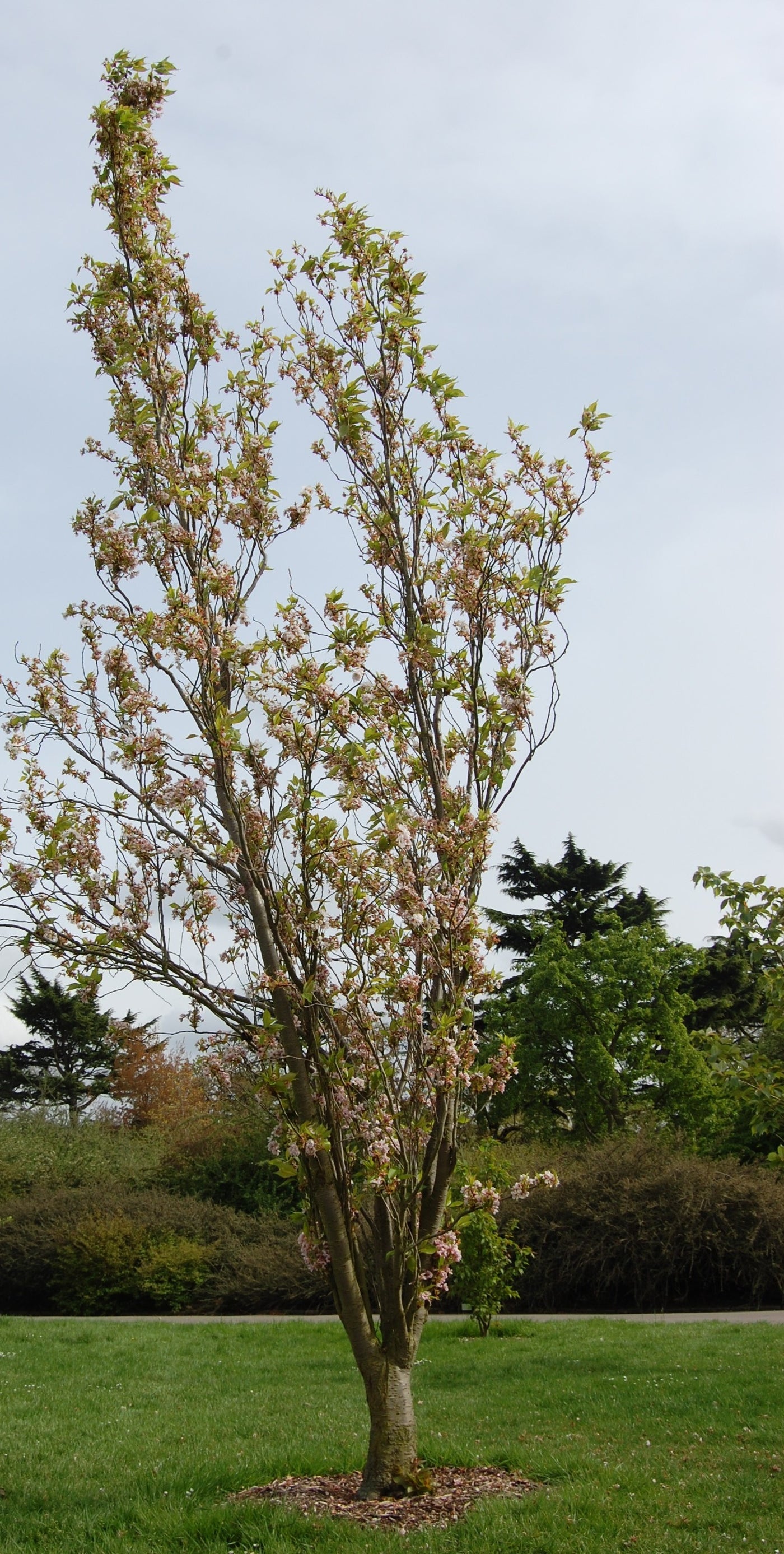 Flowering Cherry 'Amanogawa'