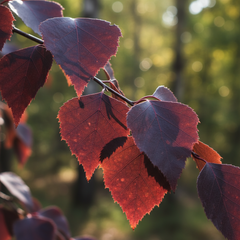 Purple leaved Birch