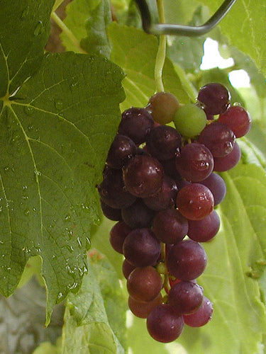 Grapevine