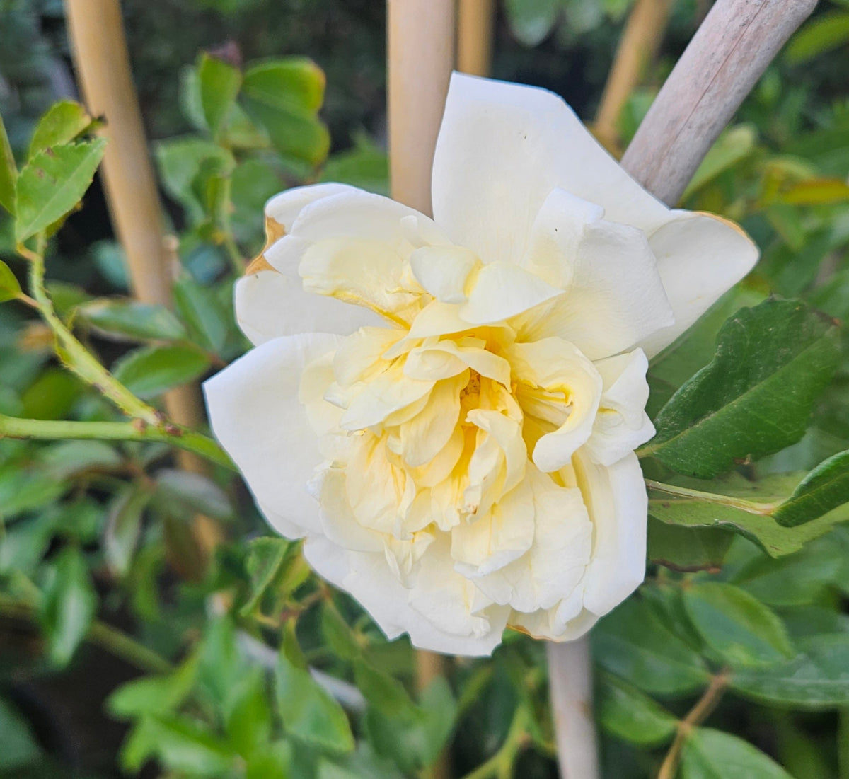 Rose Alberic Barbier