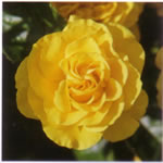 Rose Golden Wedding