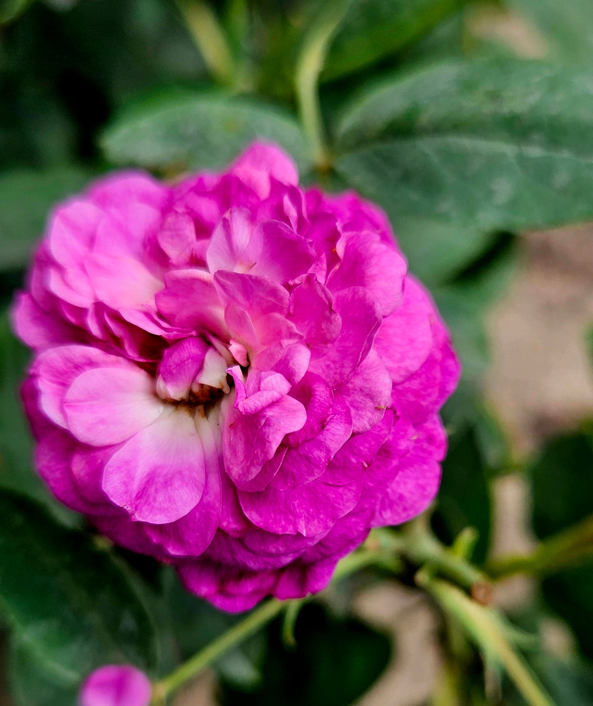 Rose Reine de Voilettes