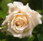 Rose Silver Anniversary