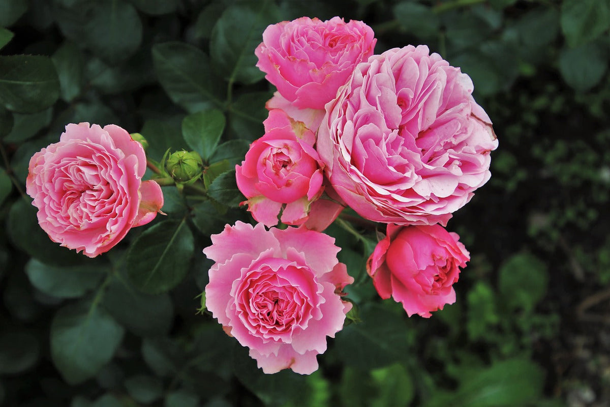 Rose Enchantress