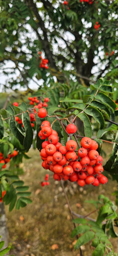 Rowan