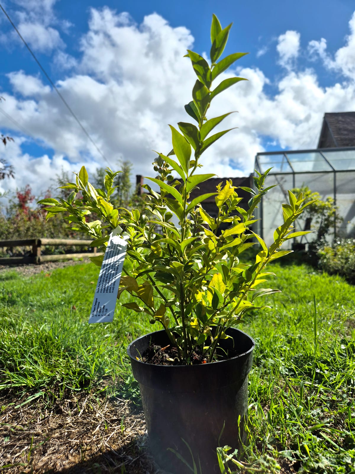 Sarcococca confusa 'sweet box'