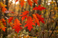 Scarlet Oak