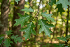 Scarlet Oak
