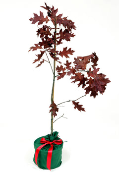 Scarlet Oak