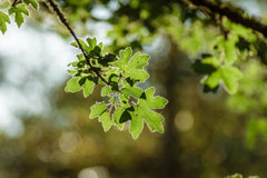 Field Maple