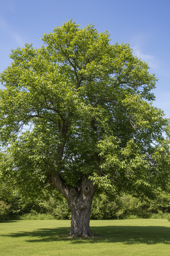 Walnut
