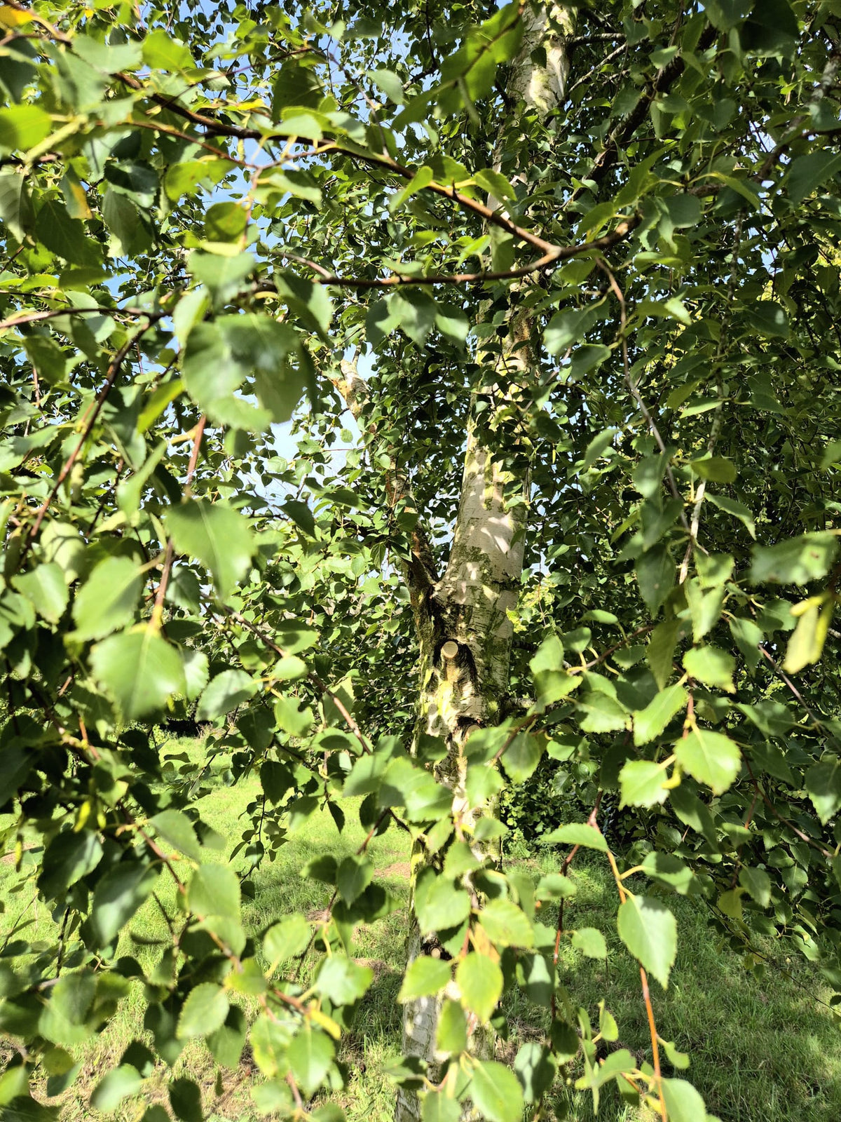 Bare Root ~ Silver Birch Trees