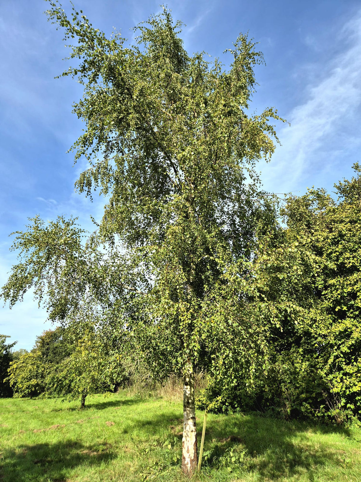 Silver Birch Trees