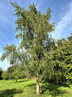 Silver Birch Trees