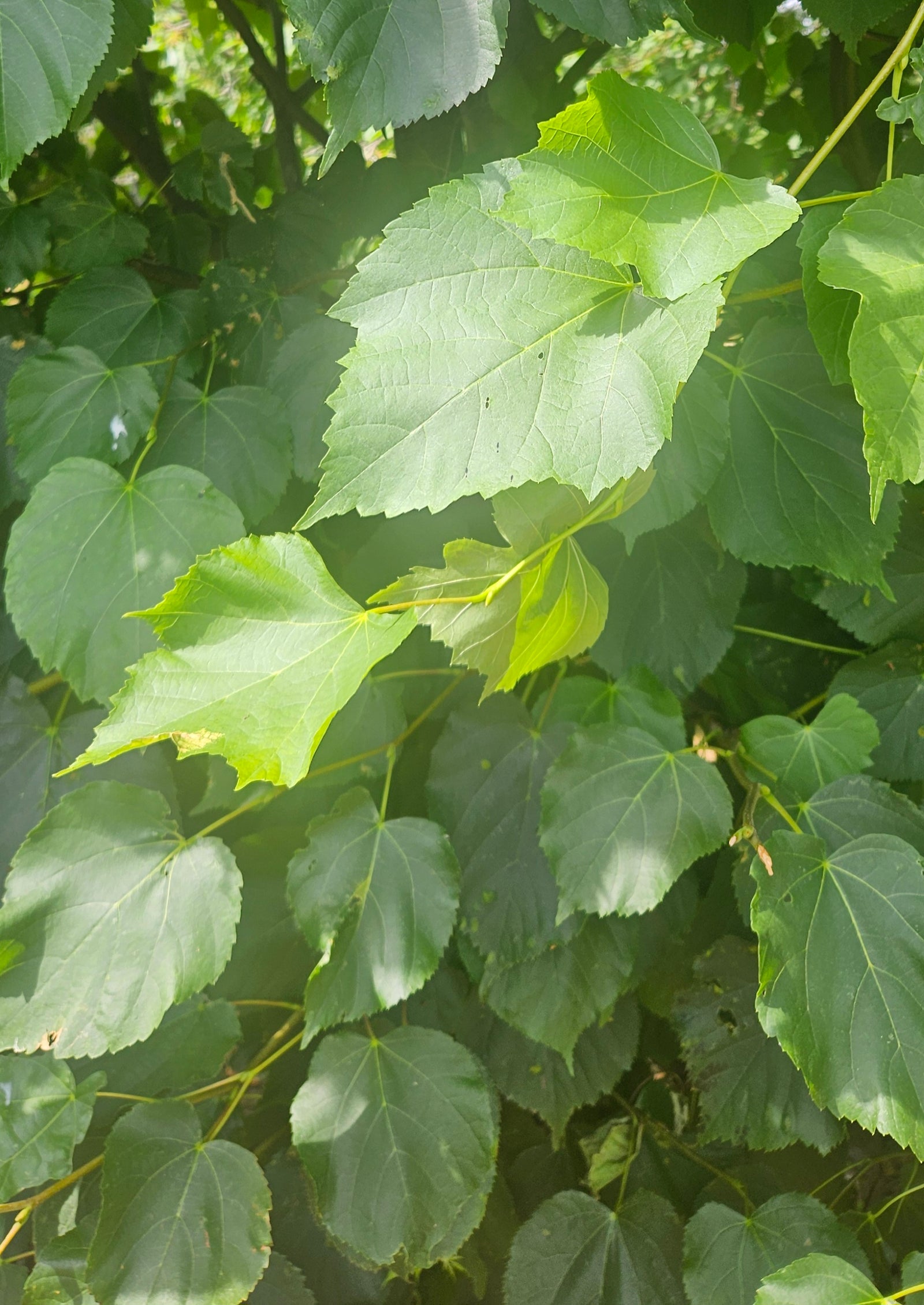 Small Leaved Lime Tree