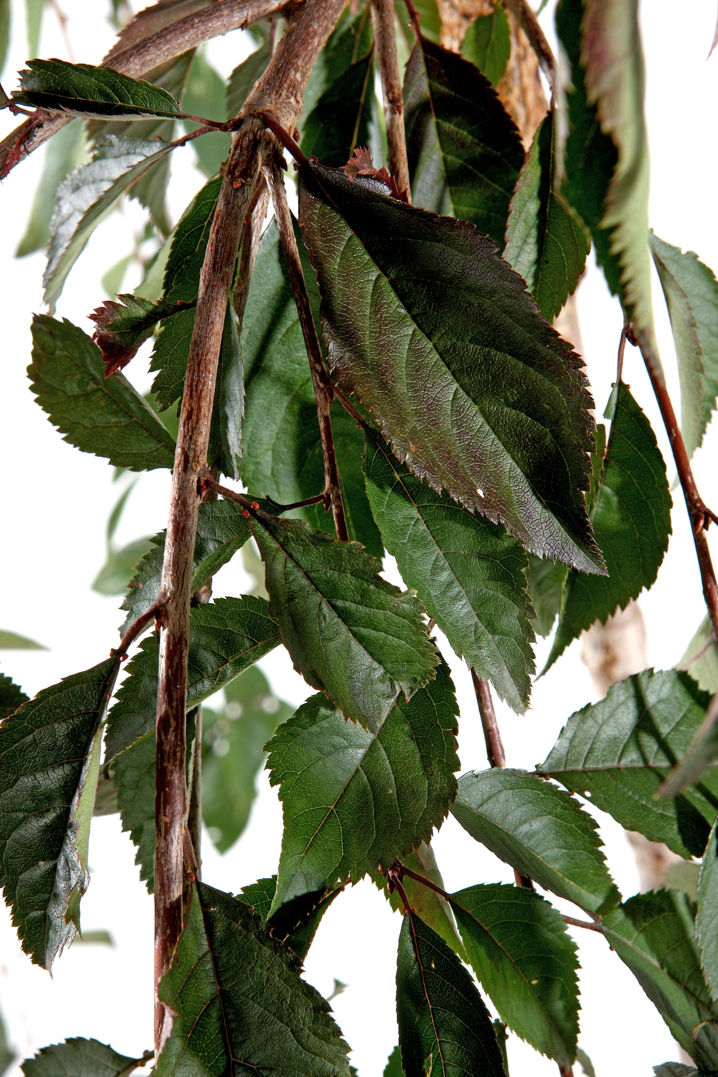 Weeping Flowering Cherry 'Snow Showers'