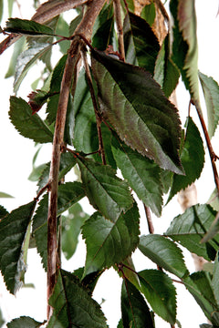 Weeping Flowering Cherry 'Snow Showers'