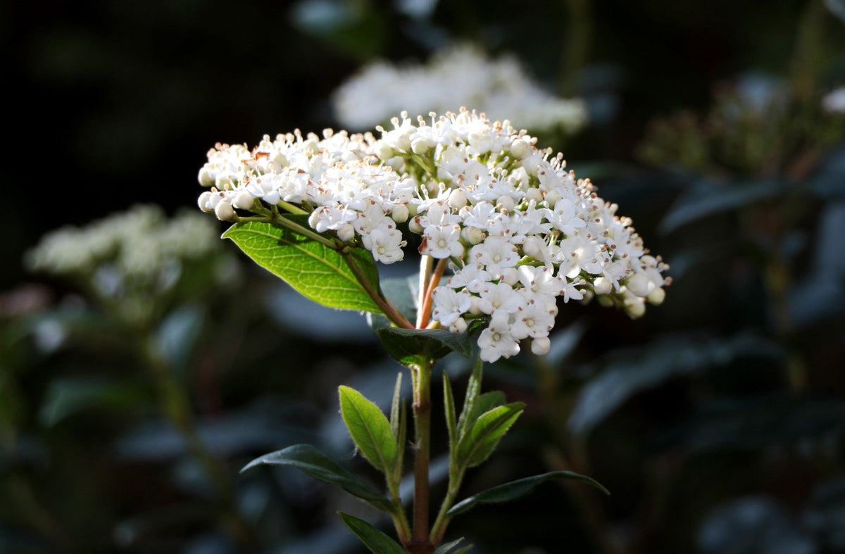 Viburnum Tinus Plant