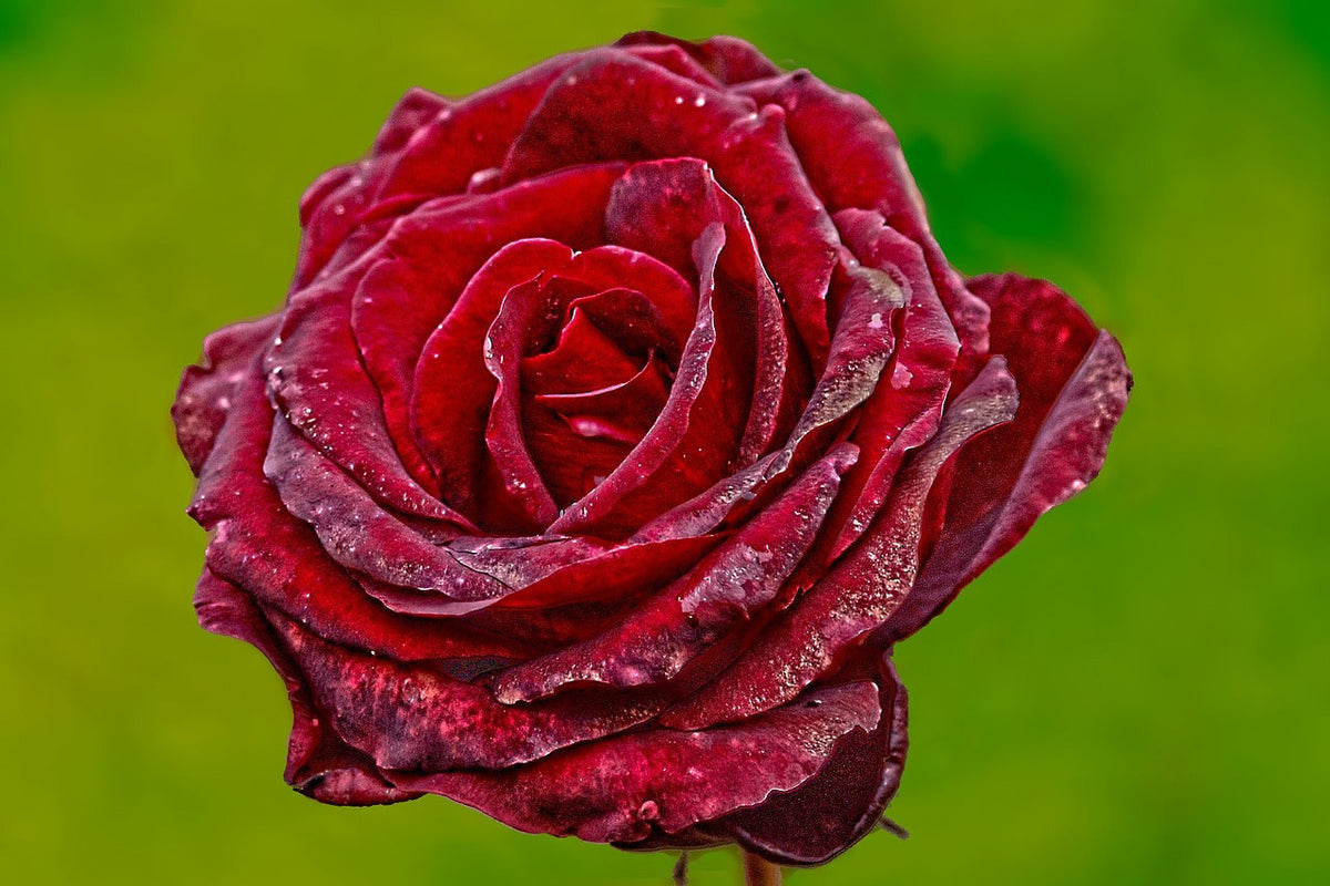 Rose Souvenir de Doctor Jermain