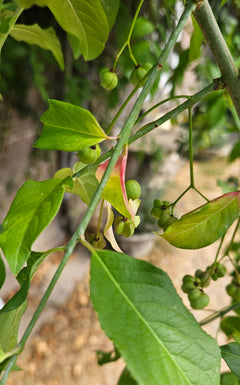 Spindle
