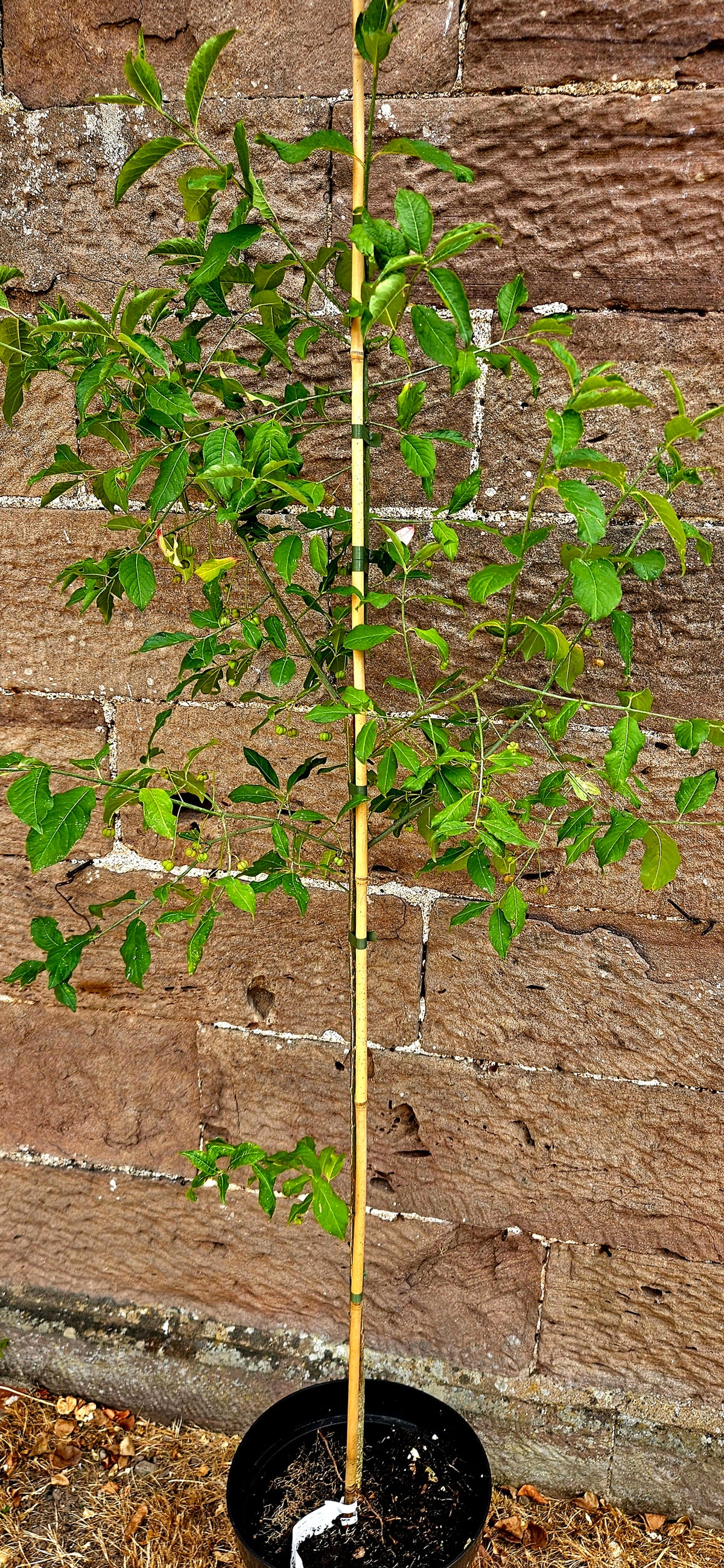 Spindle