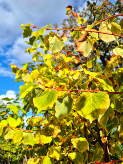 Tilia Cordata 'Winter Orange'