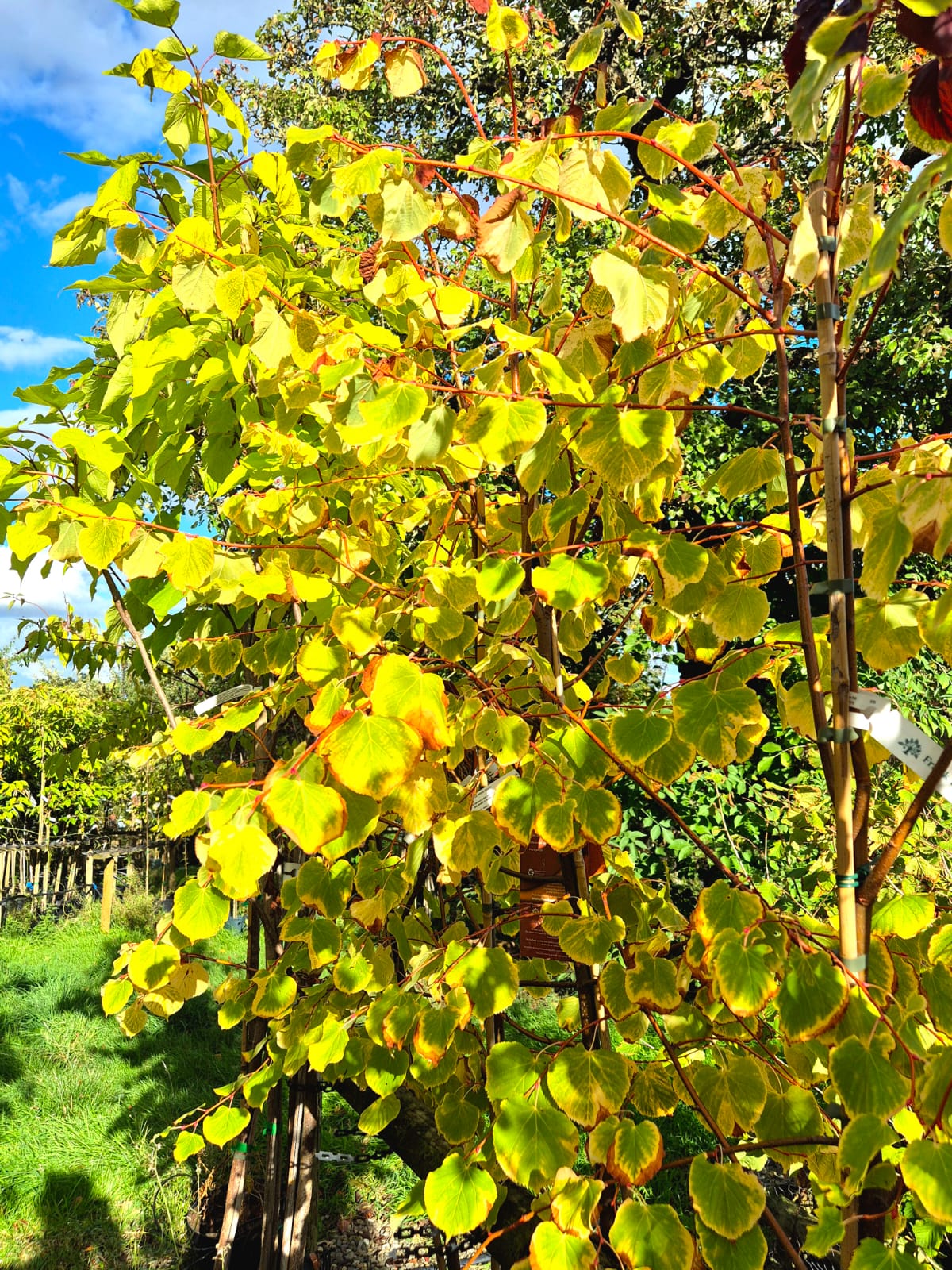 Tilia Cordata 'Winter Orange'
