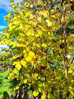 Tilia Cordata 'Winter Orange'