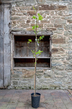 Tulip Tree