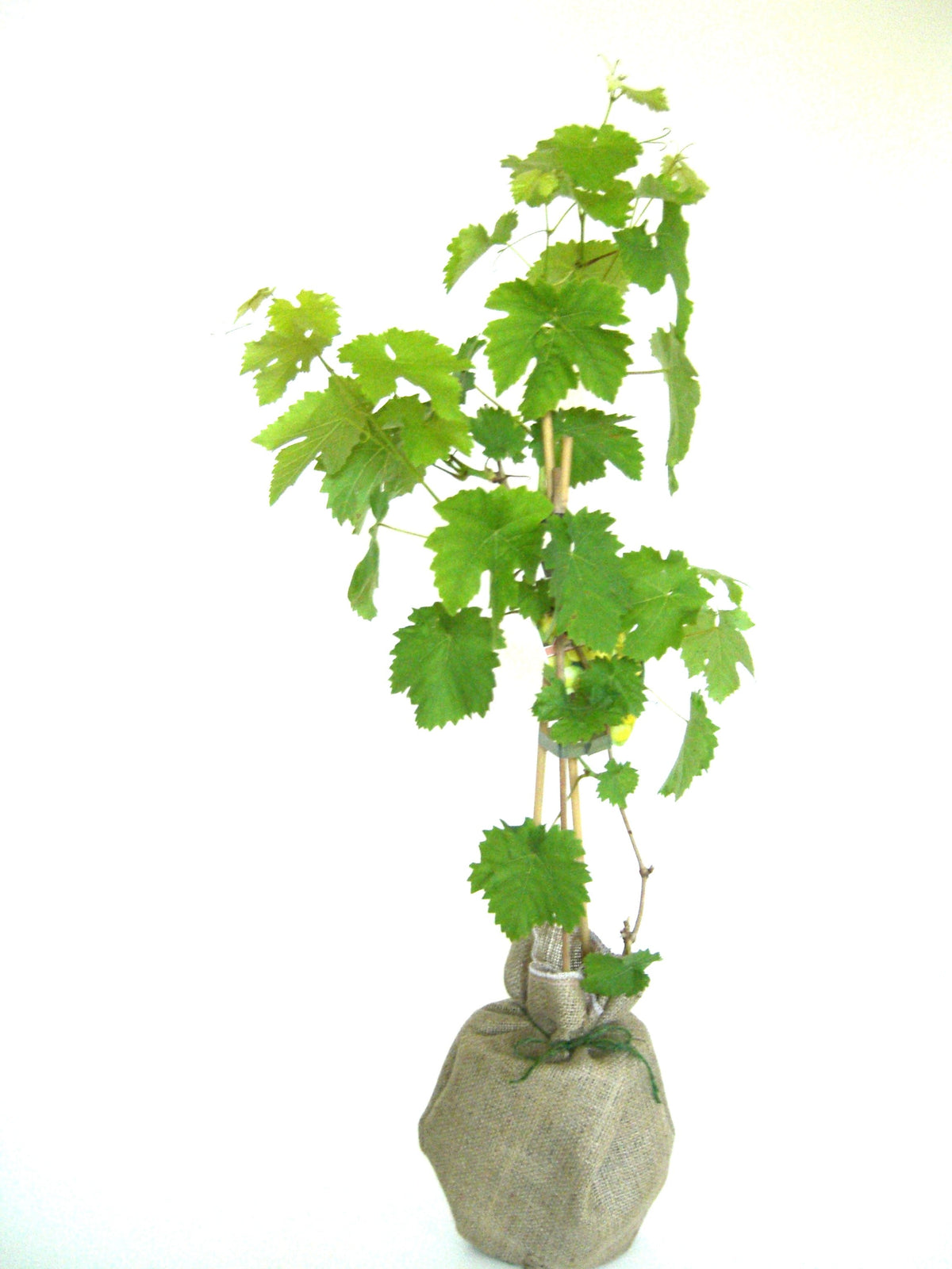 Grapevine