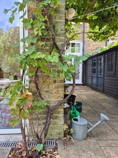 Grapevine