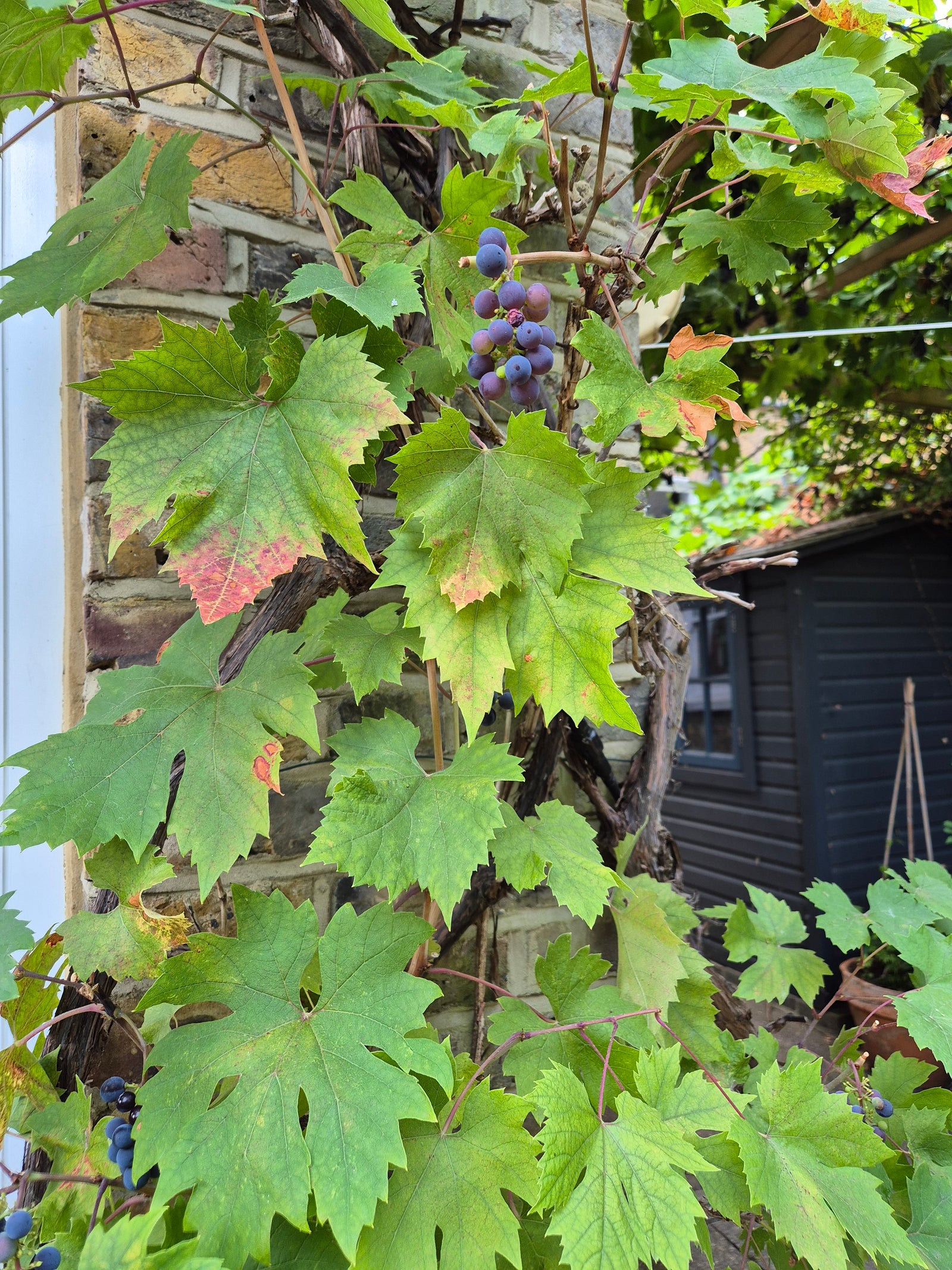 Grapevine