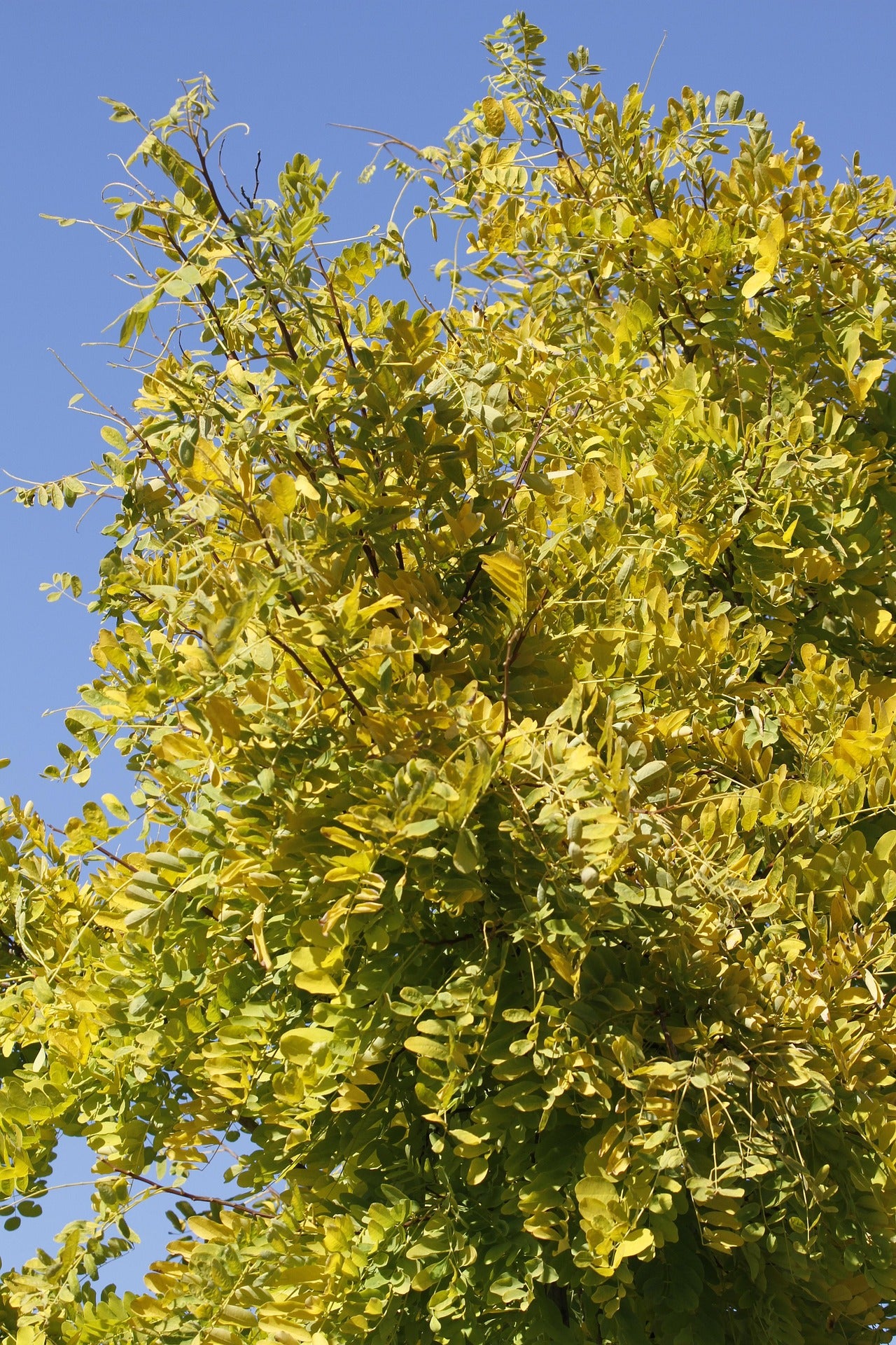 Gleditsia Triacanthos 'Sunburst'
