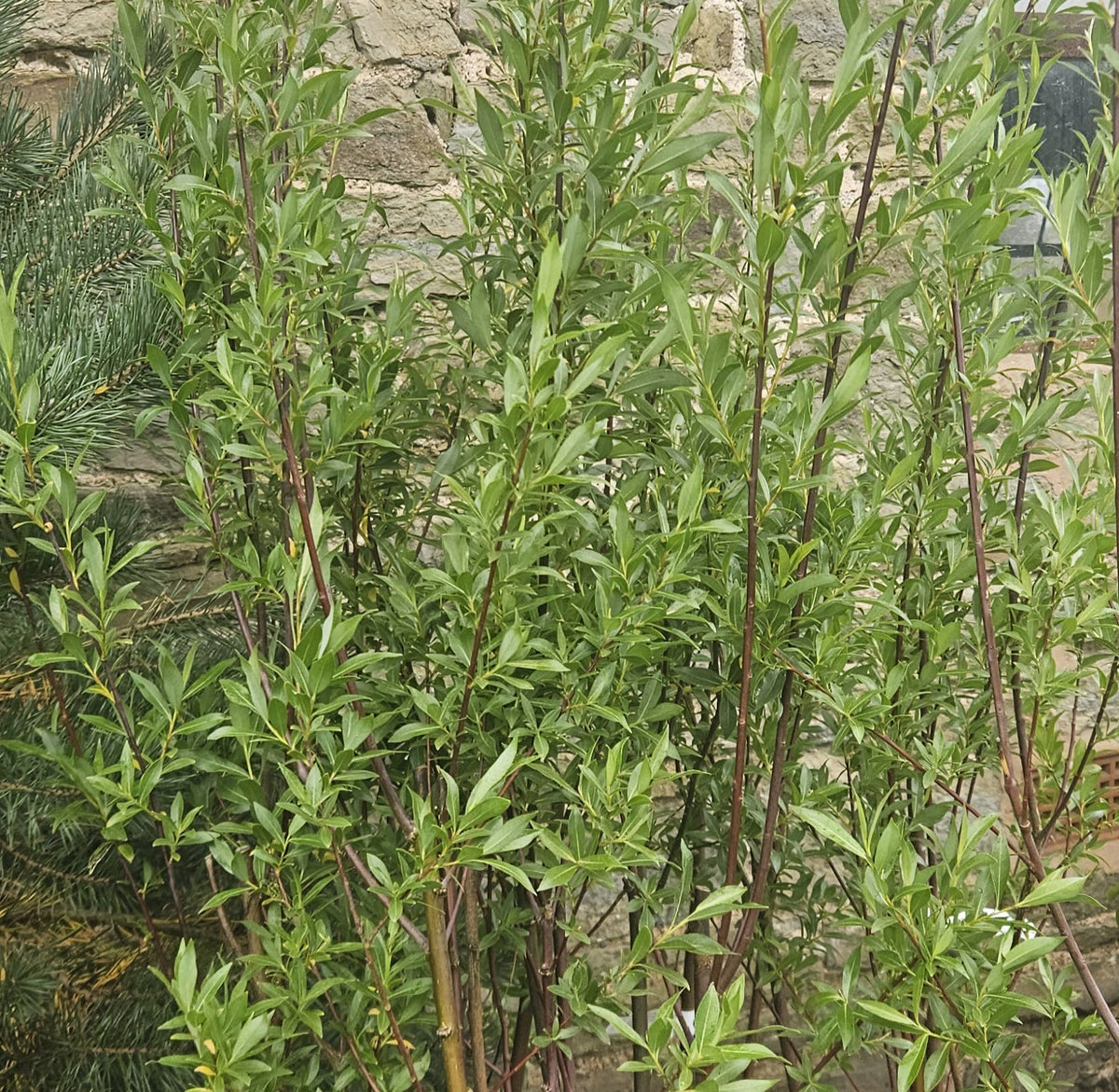 Violet Willow