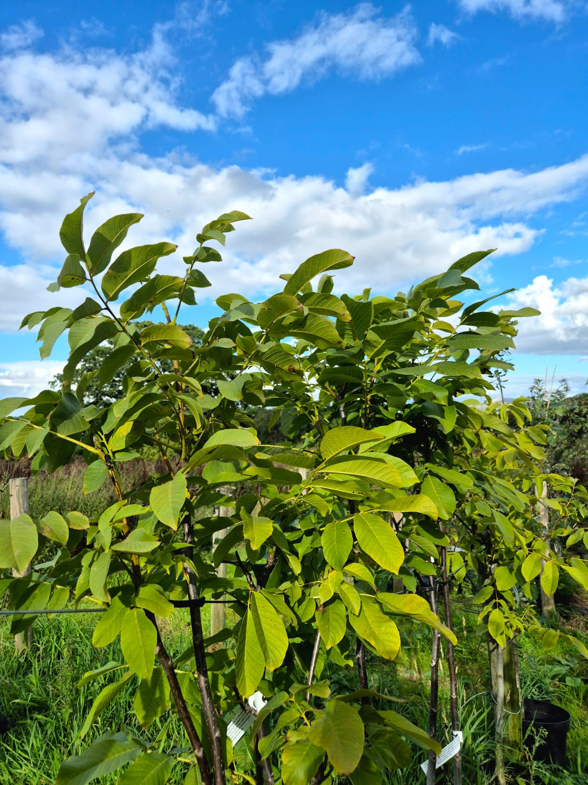 Bare Root ~ Walnut