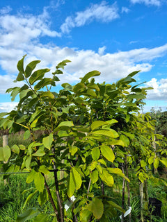 Walnut