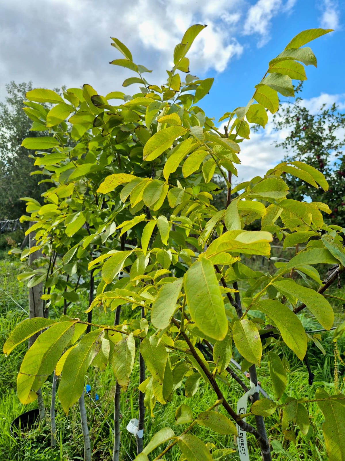Walnut