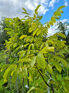 Walnut