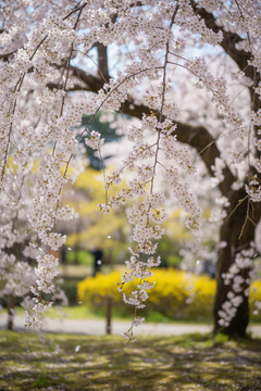 Weeping Flowering Cherry 'Yoshino'
