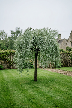 Weeping Silver Pear