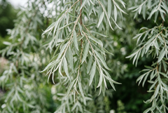 Weeping Silver Pear