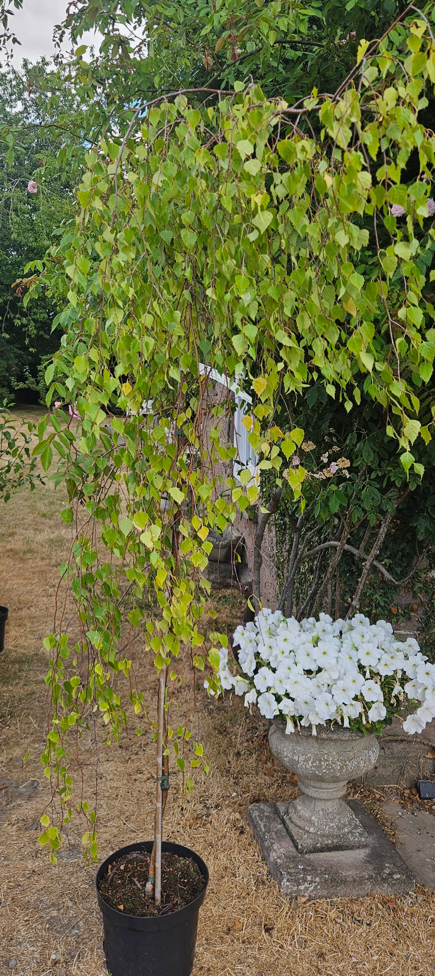 Weeping Silver Birch Tree