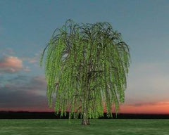 Golden Weeping Willow Tree